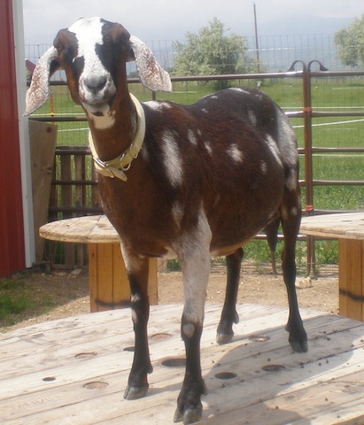 From 4-H goat project to cheese school